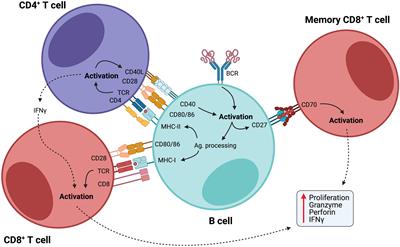 Frontiers | B Cell Orchestration Of Anti-tumor Immune Responses: A ...